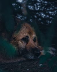 Close-up portrait of a dog looking away