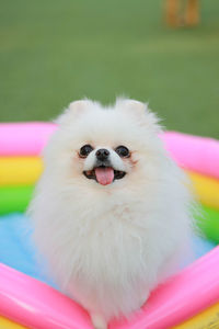 Close-up of puppy sitting in wading pool