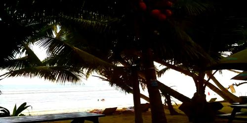 Palm trees by sea against sky