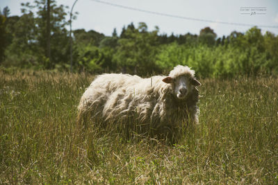 Sheep on field against sky