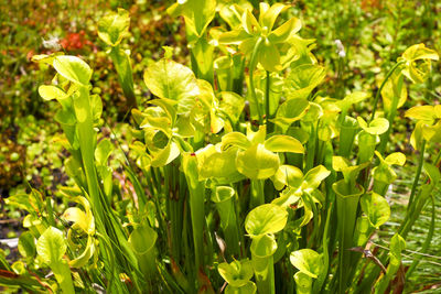 Close-up of yellow flowering plants on field