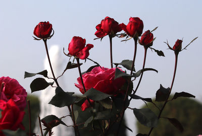 Close-up of red rose against sky