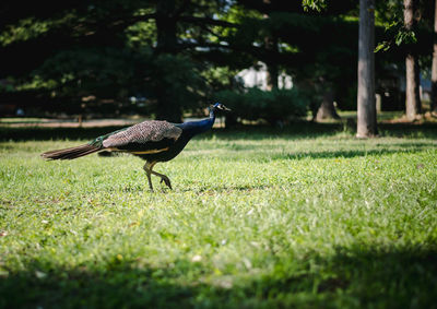 Side view of a bird on field