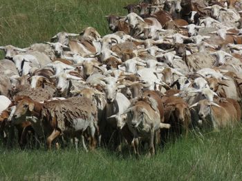 Flock of sheep in a field