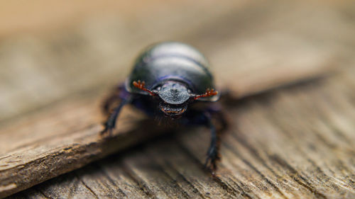 Close-up of insect on wooden table