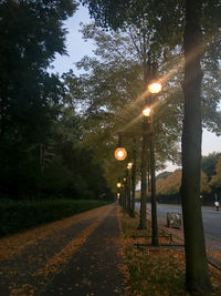 Road amidst trees