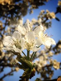 Close-up of white flowers blooming in park