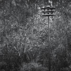 Trees in the dark