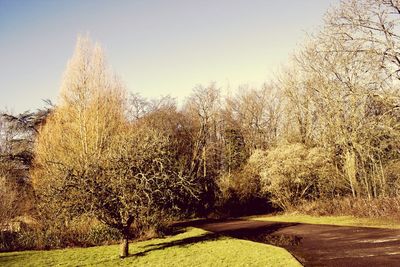 Bare trees on landscape against clear sky