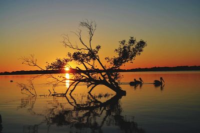 Silhouette tree by birds in lake against sky during sunset