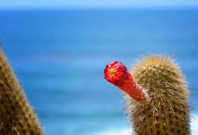 Close-up of a bird against the sea