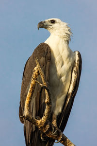 Low angle view of white-bellied sea eagle perching on wooden post against sky