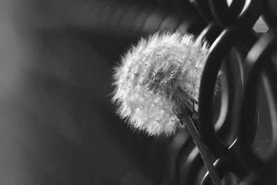 Close-up of dandelion flower against blurred background