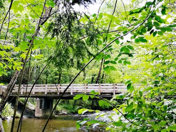 Scenic view of trees by plants