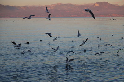 Flock of seagulls flying over sea