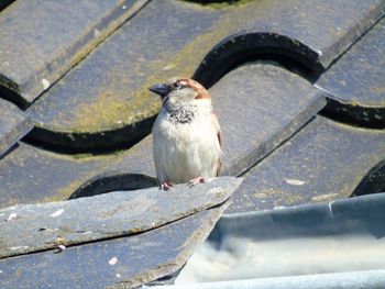 Close-up of bird perching on water