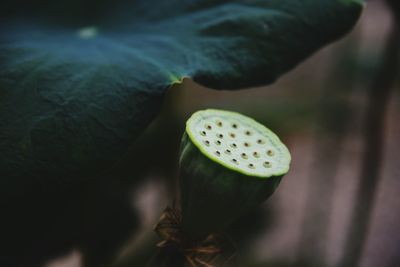 Close-up of lotus pod against blurred background