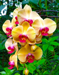 Close-up of orchids
