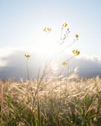 Close-up of flowering plants on field against sky