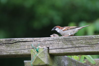 Close-up of bird perching on wood