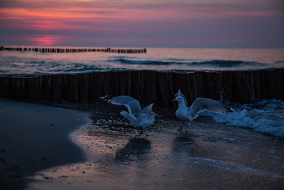 Seagulls at beach against cloudy sky at dusk