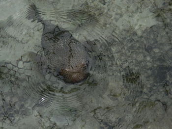 High angle view of crocodile in sea