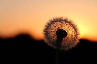 Close-up of dandelion against sky during sunset