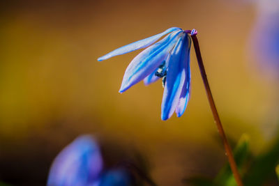 Close-up of blue flower