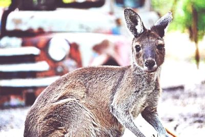 Close-up portrait of an animal