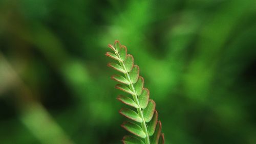 Close-up of plant