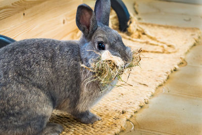 A nice photo of my bunny with a face full of hay. they do this in preparation of having their young 