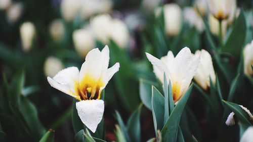 Close-up of white crocus flower