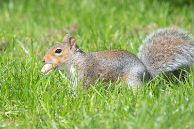 Close-up of squirrel on grass