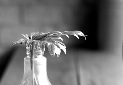 Close-up of wilted flower in vase