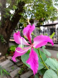 Close-up of pink flower blooming against trees