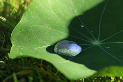 High angle view of green leaf on plant