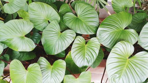 Full frame shot of plants