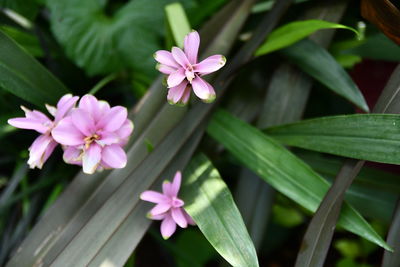 Close-up of pink flowering plant