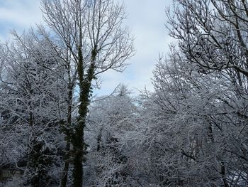 Low angle view of bare trees against sky during winter