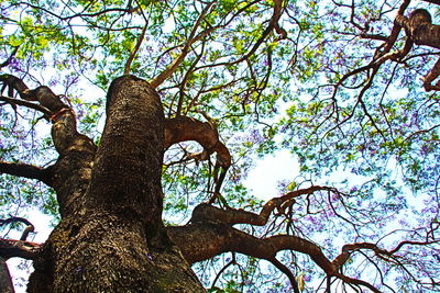 Low angle view of tree against sky