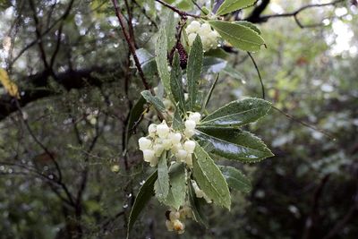 Close-up of white flowering plant