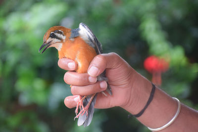 Close-up of hand holding bird