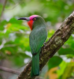 Close-up of bird perching on tree