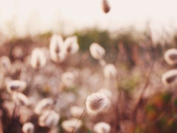 Close-up of flowers growing in field