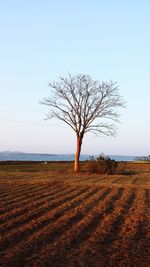Bare tree on landscape against clear sky