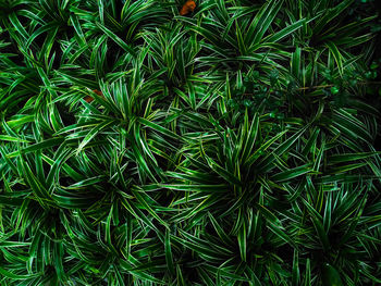 Full frame shot of fresh green plants