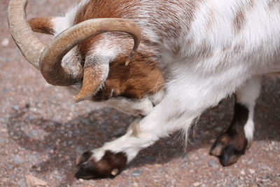 Close-up of cat standing outdoors