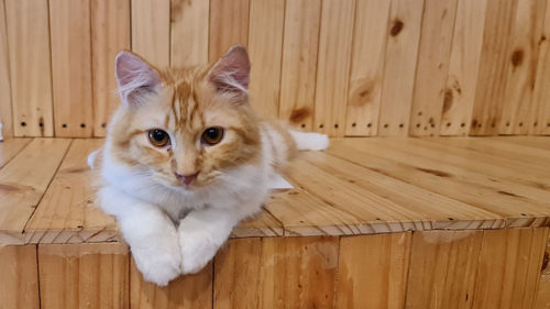 Portrait of cat on wooden floor
