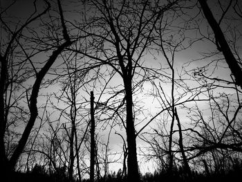 Low angle view of silhouette bare trees against sky