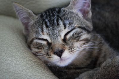 Close-up of cat sleeping